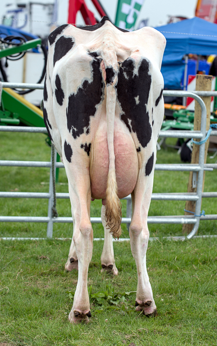 Rear of The Year